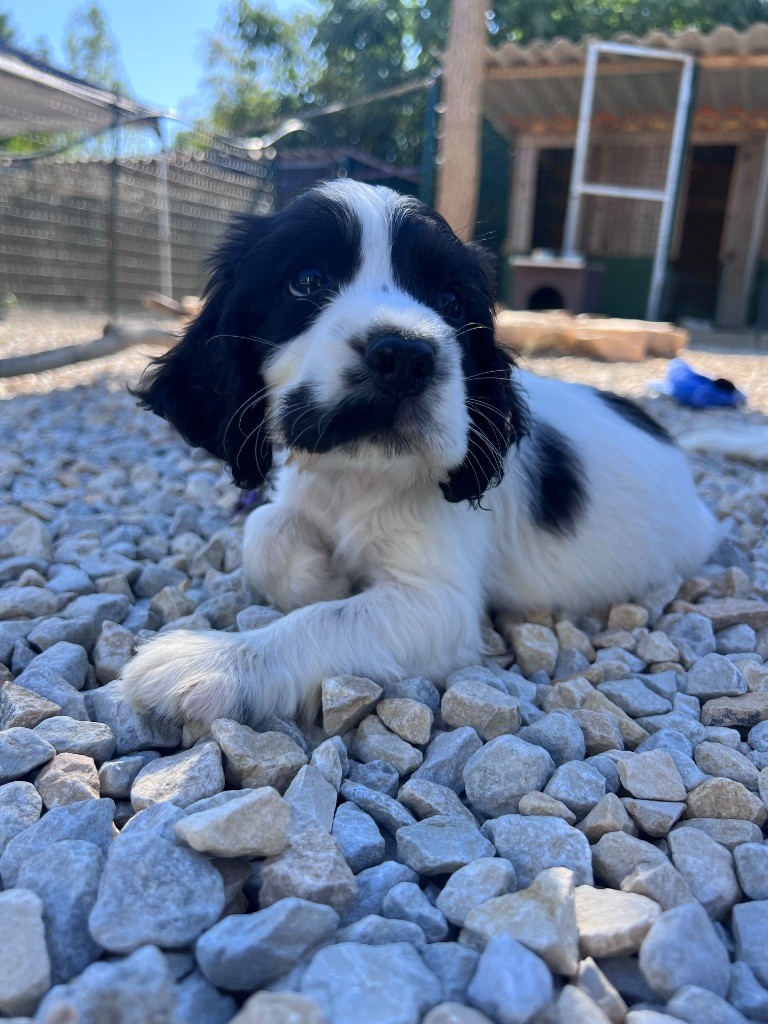 Des Niglots Du Gard - Chiots disponibles - Cocker Spaniel Anglais