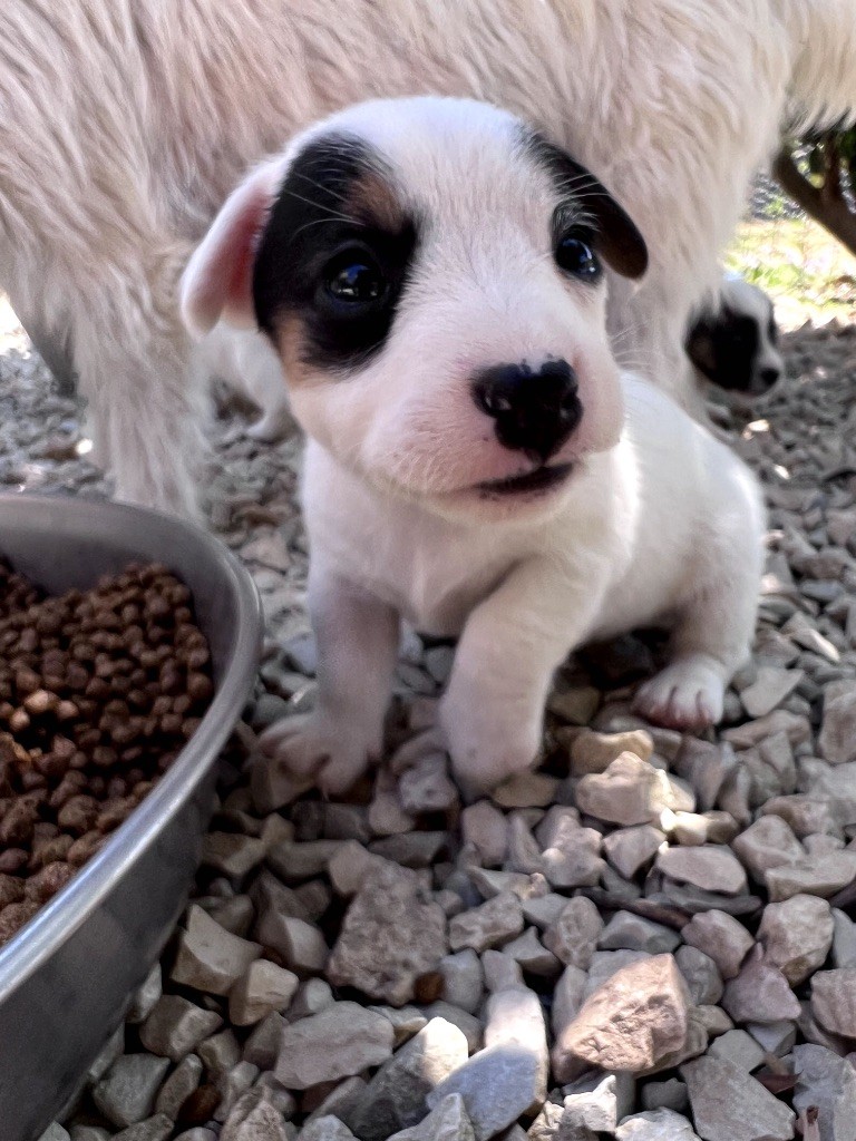 Des Niglots Du Gard - Chiots disponibles - Jack Russell Terrier