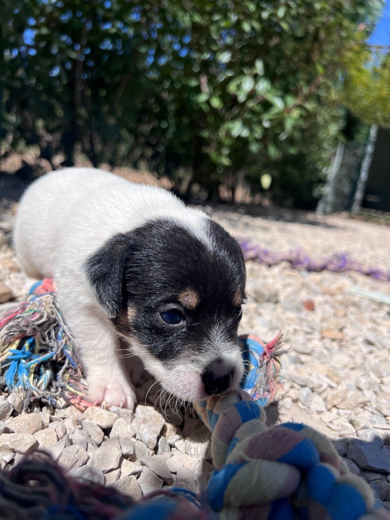 Des Niglots Du Gard - Chiots disponibles - Jack Russell Terrier