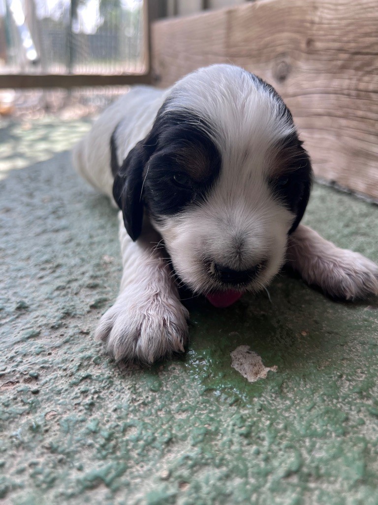 Des Niglots Du Gard - Chiots disponibles - Cocker Spaniel Anglais