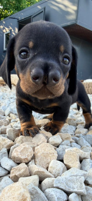 BIENVENUE EMILE