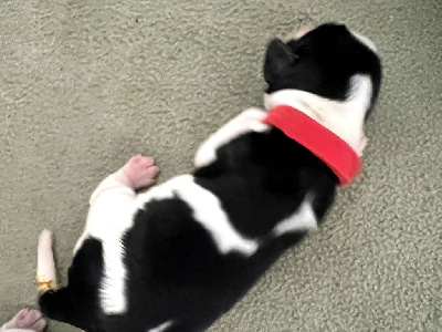 AURORE ET FEUILLES DOR