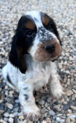 ARTAGNAN mon mousquetaire dit d'artagnan 
