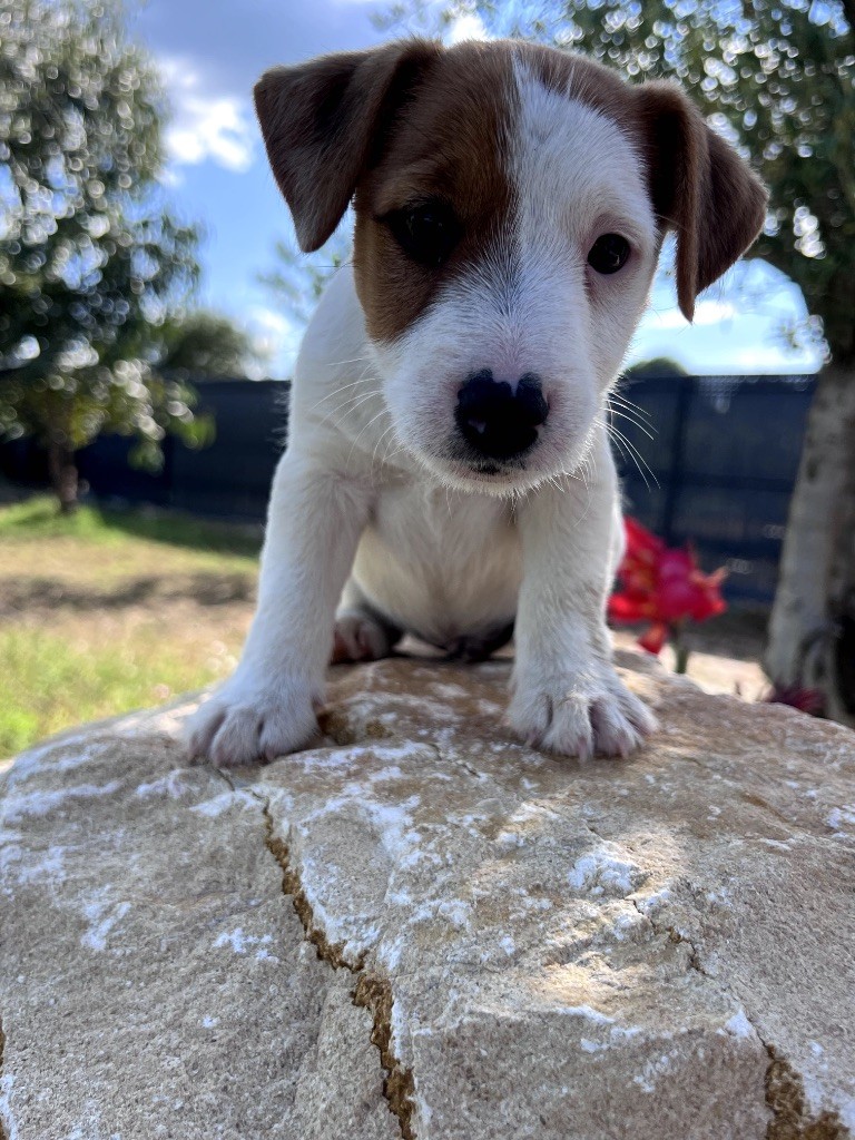 Des Niglots Du Gard - Chiots disponibles - Jack Russell Terrier