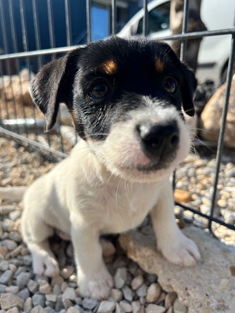 Des Niglots Du Gard - Chiots disponibles - Jack Russell Terrier