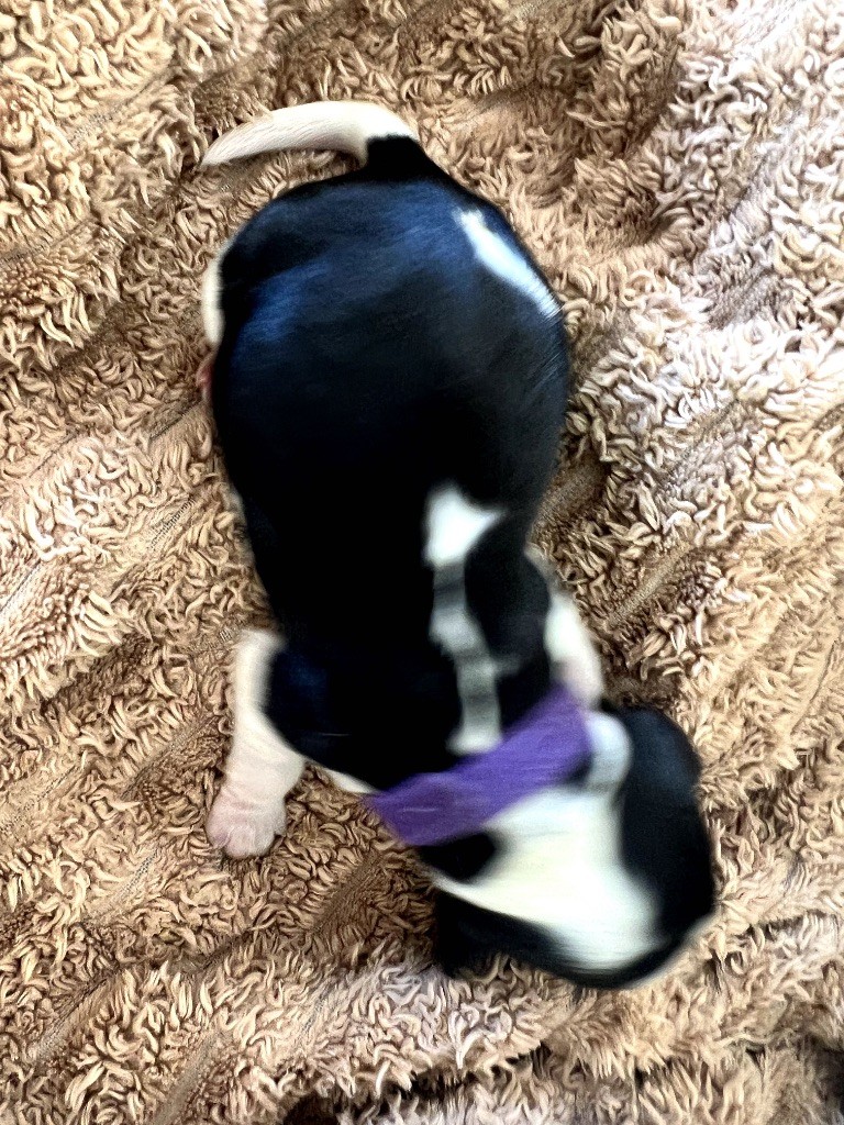 Des Niglots Du Gard - Chiots disponibles - Cocker Spaniel Anglais