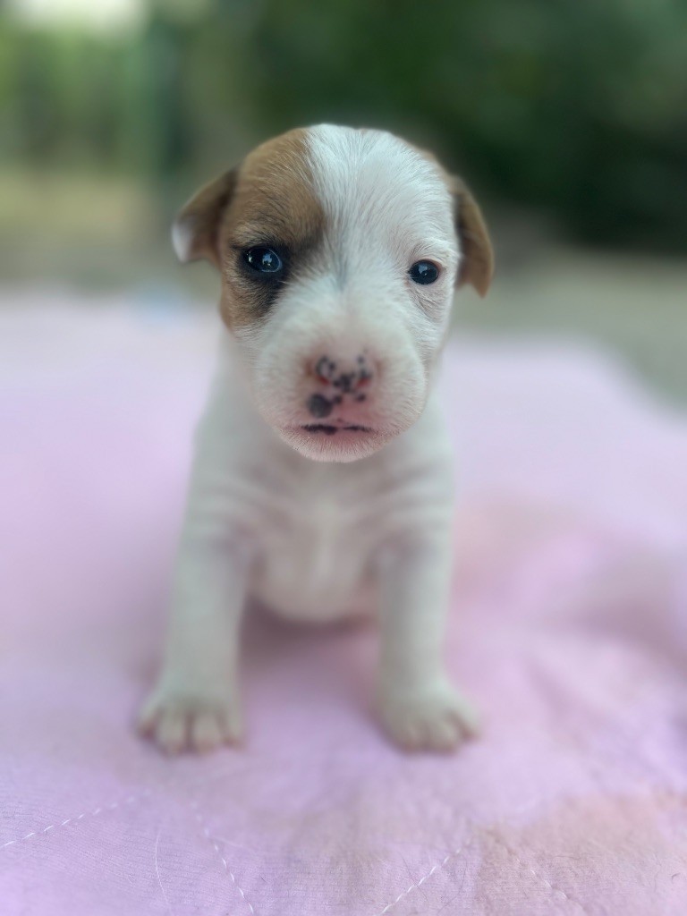 Des Niglots Du Gard - Chiots disponibles - Jack Russell Terrier