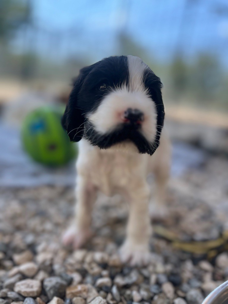 Des Niglots Du Gard - Chiots disponibles - Cocker Spaniel Anglais