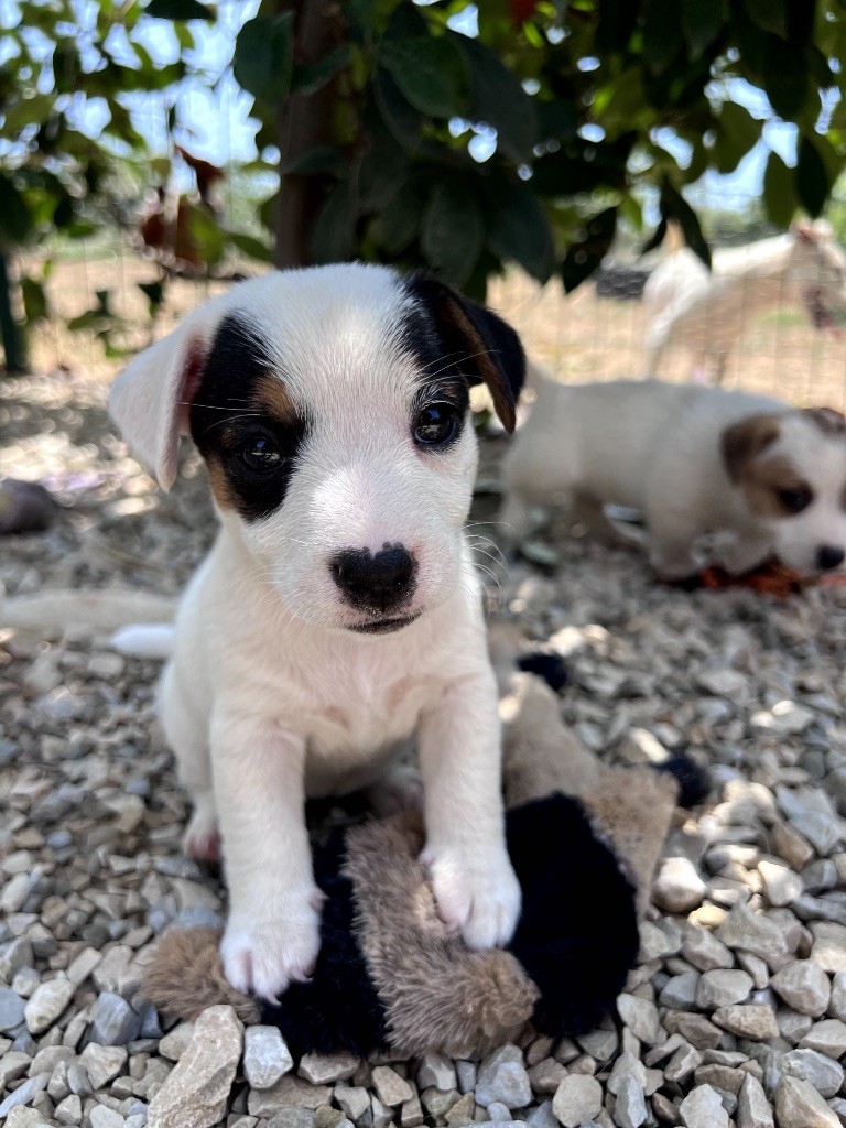 Des Niglots Du Gard - Chiots disponibles - Jack Russell Terrier
