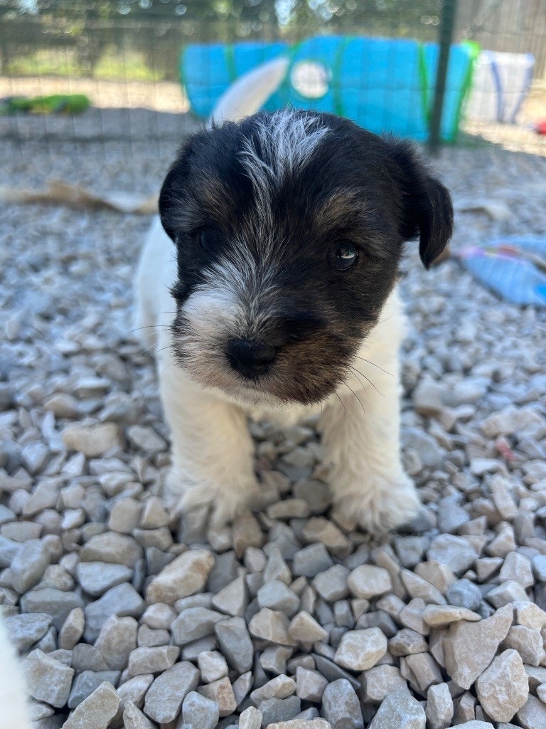 Des Niglots Du Gard - Chiots disponibles - Jack Russell Terrier