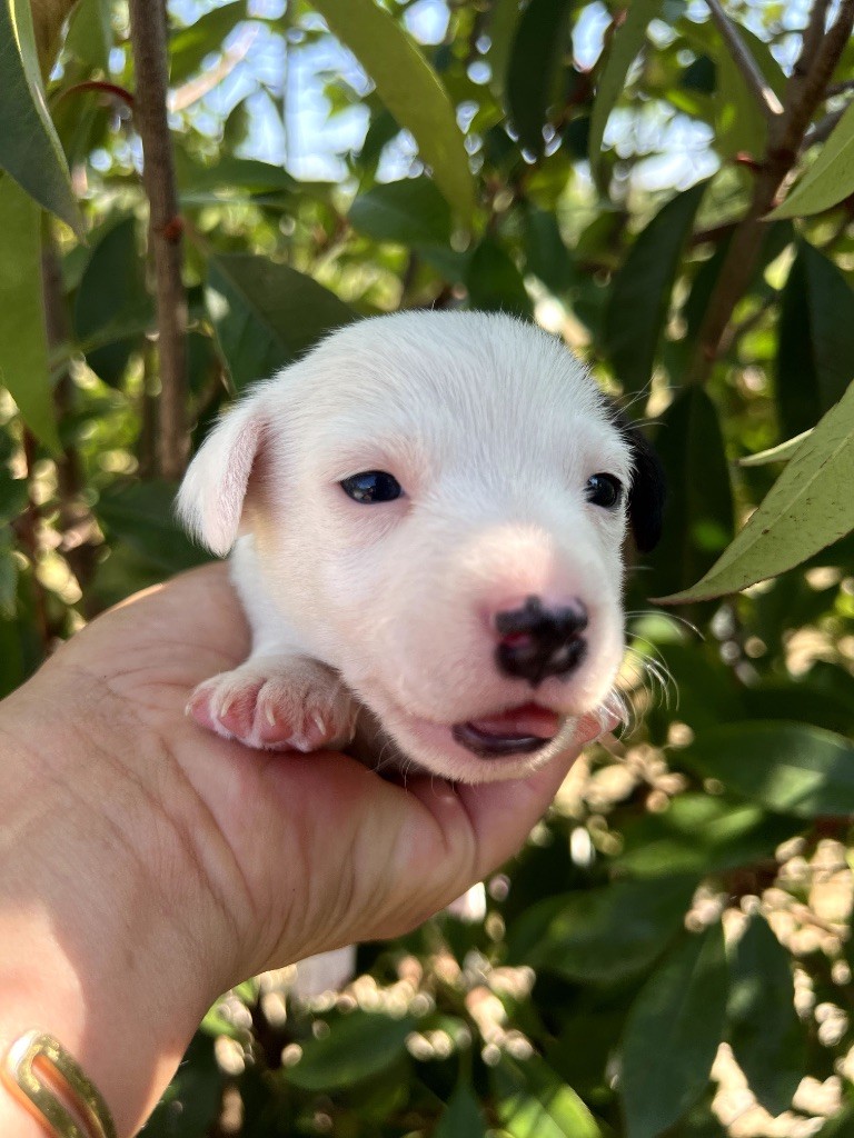 Des Niglots Du Gard - Chiots disponibles - Jack Russell Terrier