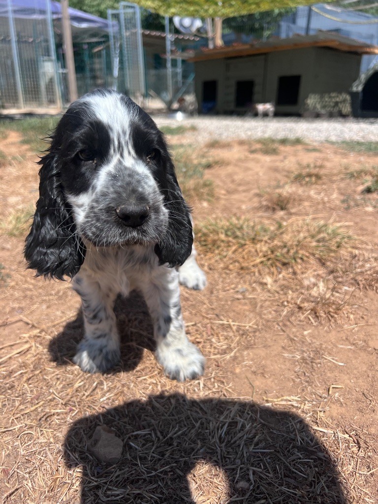 Des Niglots Du Gard - Chiots disponibles - Cocker Spaniel Anglais
