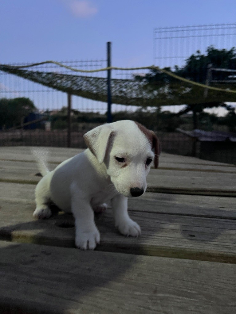 Des Niglots Du Gard - Chiots disponibles - Jack Russell Terrier