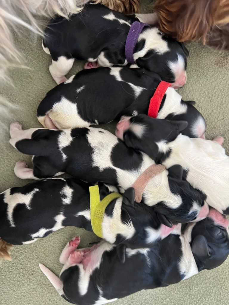 Des Niglots Du Gard - Cocker Spaniel Anglais - Portée née le 27/10/2025