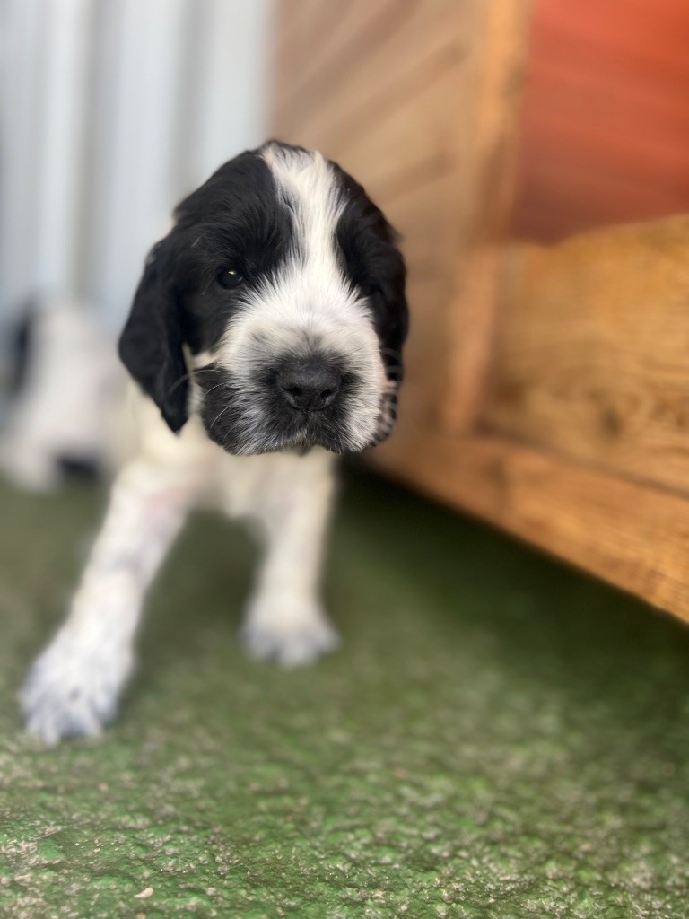 Des Niglots Du Gard - Chiots disponibles - Cocker Spaniel Anglais