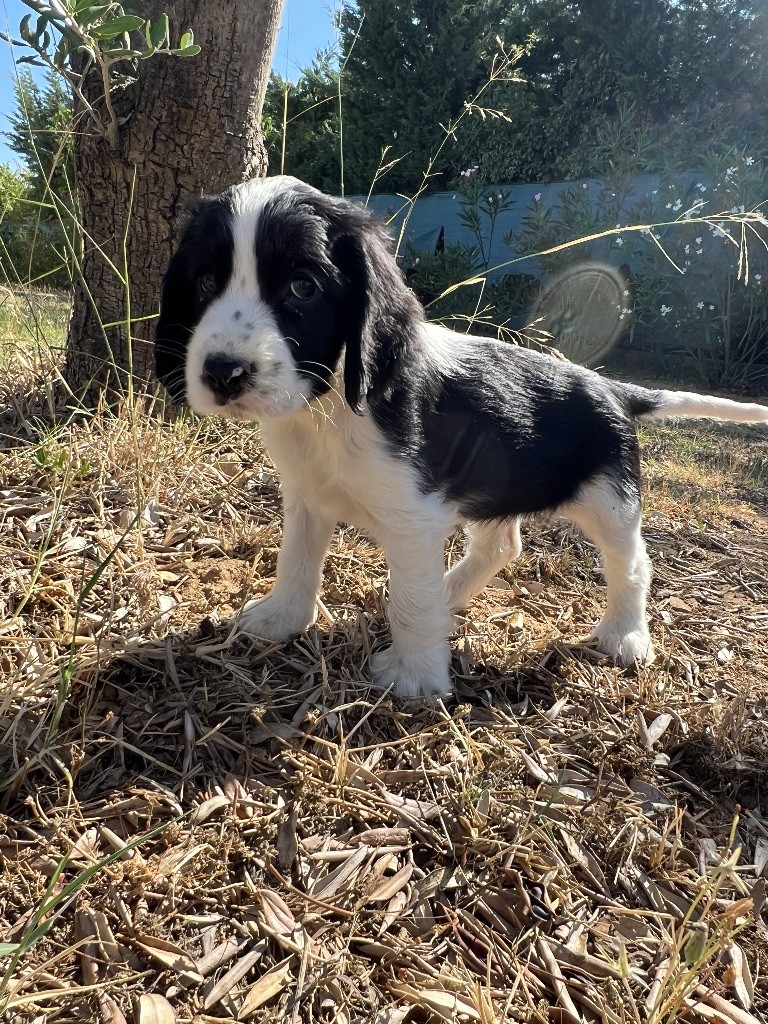 Des Niglots Du Gard - Chiots disponibles - Cocker Spaniel Anglais