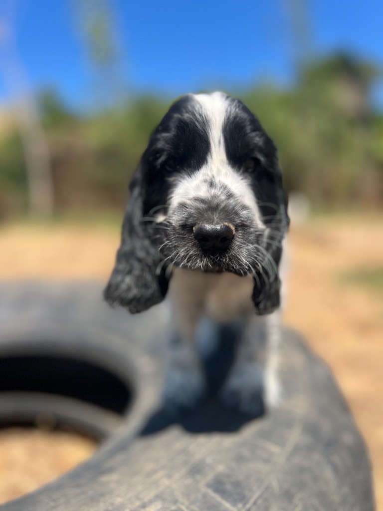 Des Niglots Du Gard - Chiots disponibles - Cocker Spaniel Anglais