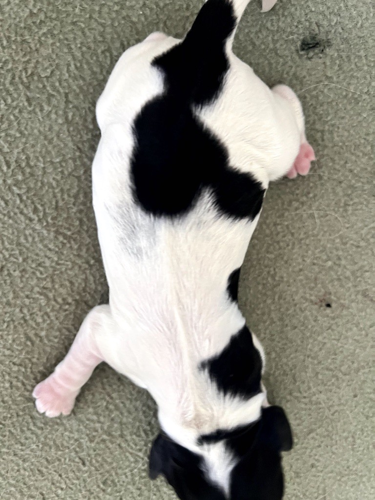 Des Niglots Du Gard - Chiots disponibles - Cocker Spaniel Anglais