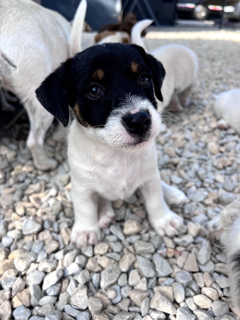 Des Niglots Du Gard - Chiots disponibles - Jack Russell Terrier
