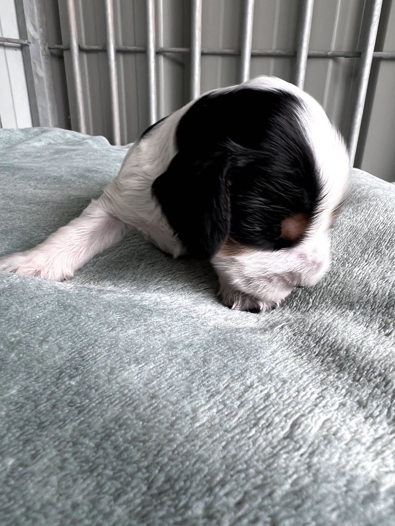 Des Niglots Du Gard - Chiots disponibles - Cocker Spaniel Anglais