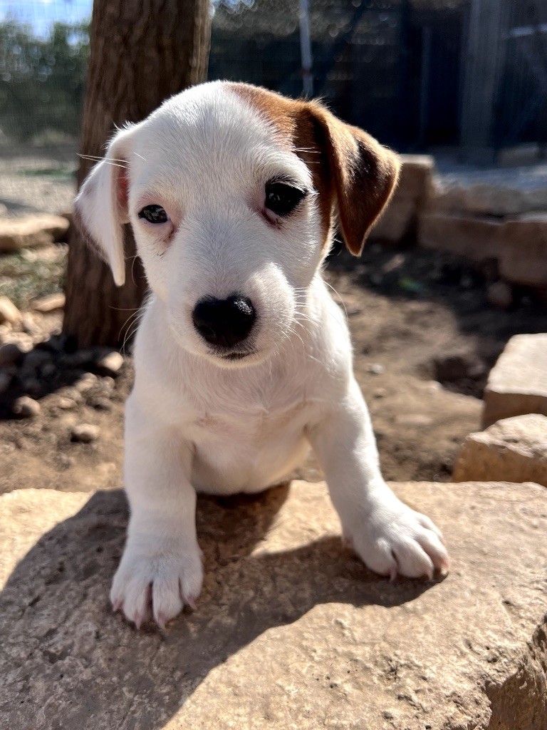 Des Niglots Du Gard - Chiots disponibles - Jack Russell Terrier