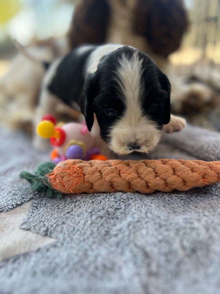 Des Niglots Du Gard - Chiots disponibles - Cocker Spaniel Anglais