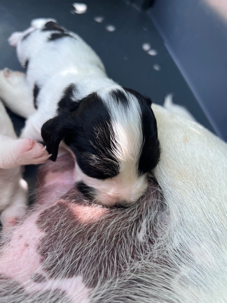 Des Niglots Du Gard - Chiots disponibles - Cocker Spaniel Anglais