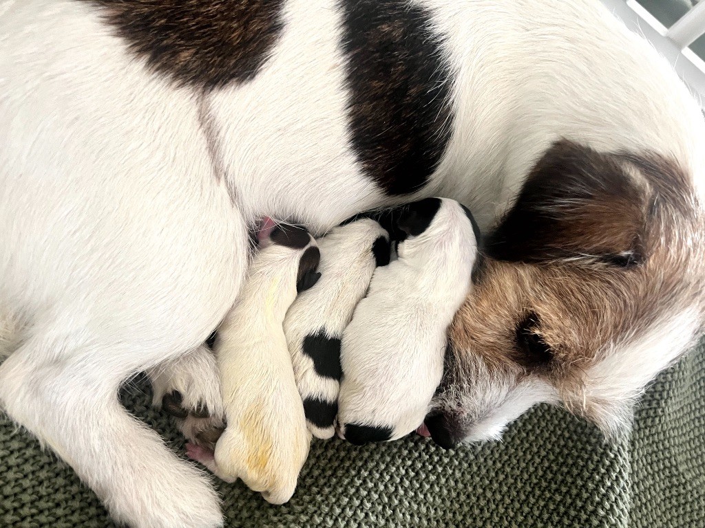 Des Niglots Du Gard - Chiots disponibles - Jack Russell Terrier